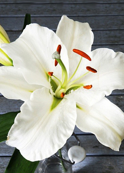 X 50 LILIUM CASA BLANCA 14/16