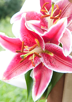 X 50 LILIUM STARGAZER 14/16