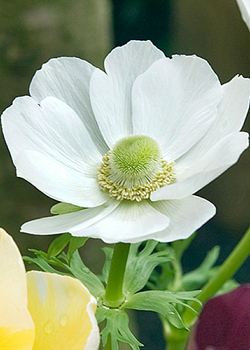 X 100 ANEMONE CORONARIA BRIDE 5/6