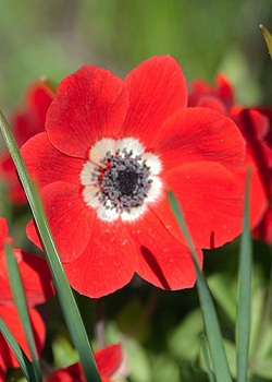 X 100 ANEMONE CORONARIA HOLLANDIA 5/6