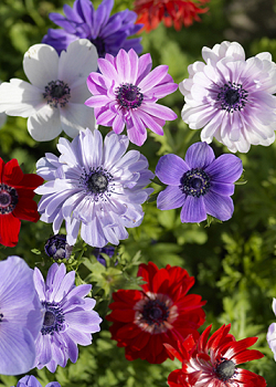 X 100 ANEMONE CORONARIA ST BRIGID 5/6