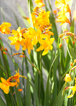 X 100 CROCOSMIA GEORGE DAVISON 8/+