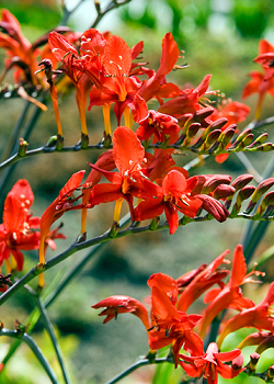 X 100 CROCOSMIA LUCIFER 10/+