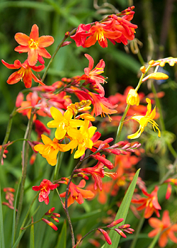 X 100 CROCOSMIA MIX 6/7