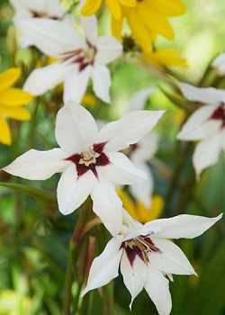 X 100 GLADIOLUS CALLIANTHUS 8/10