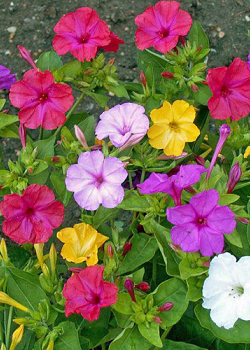 X 25 MIRABILIS JALAPA II