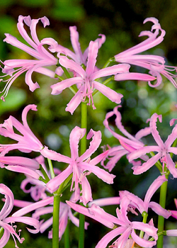 X 25 NERINE BOWDENII 12/14