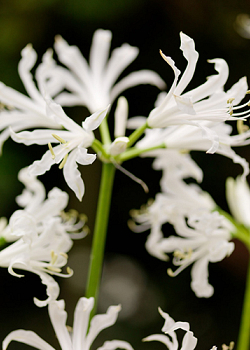 X 25 NERINE BOWDENII ALBA 12/+