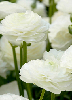 X 100 RANUNCULUS WIT 6/7