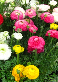 X 100 RANUNCULUS MIX 6/7