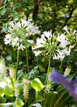 X 25 AGAPANTHUS AFRICANUS ALBUS 1/2