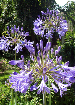 X 25 AGAPANTHUS BLUE GIANT 1/2