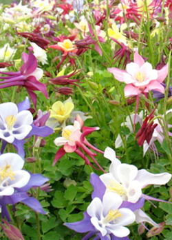 X 25 AQUILEGIA MIX I