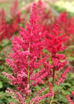 X 25 ASTILBE ARENDSII SPINELL 2/3