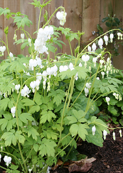 X 25 DICENTRA SPECTABILIS ALBA 2/3