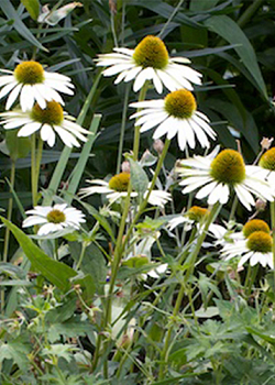 X 25 ECHINACEA WHITE SWAN  I