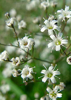 X 25 GYPSOPHILA PANICULATA  I