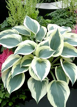 X 25 HOSTA BLUE IVORY I