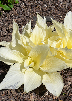 X 25 HOSTA WHITE FEATHER I