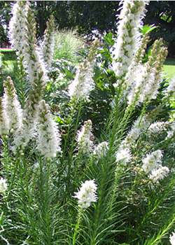 X 25 LIATRIS FLORISTAN WHITE 12/14