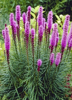 X 25 LIATRIS SPICATA 12/14