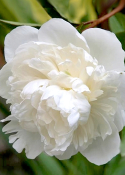 X 25 PAEONIA DUCHESSE DE NEMOURS 2/3