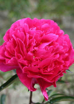 X 25 PAEONIA KARL ROSENFIELD 2/3