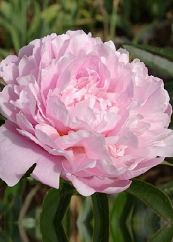 X 25 PAEONIA SARAH BERNHARDT 2/3