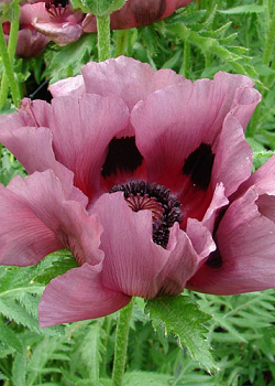 X 25 PAPAVER PATTYS PLUM I