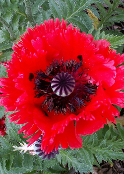 X 25 PAPAVER TURKENLOUIS I