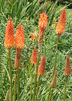 X 25 TRITOMA (KNIPHOFIA) ALCAZAR I