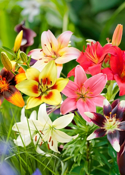 X 50 LILIUM AZIATISCH MIX 14/16