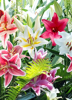 X 50 LILIUM ORIENTAL MIX 14/16
