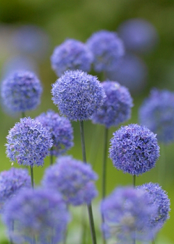 X 100 ALLIUM CAERULEUM (AZUREUM) 5/+
