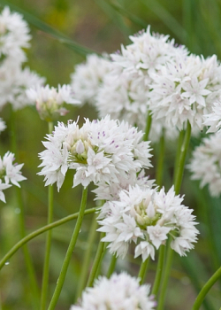 X 100 ALLIUM GRACEFUL BEAUTY 6/+