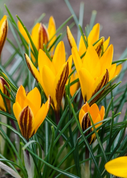 X 100 CROCUS ANGUSTIFOLIUS 5/+