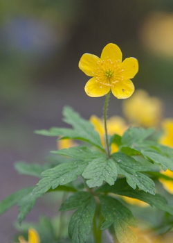 X 100 ANEMONE SPECIES RANUNCULOIDES I