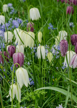 X 250 FRITILLARIA MELEAGRIS MIX 6/7