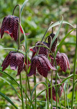 X 250 FRITILLARIA MELEAGRIS MIX 6/7