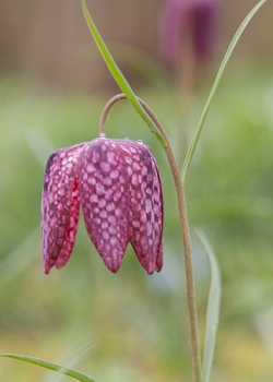 X 250 FRITILLARIA MELEAGRIS MIX 6/7