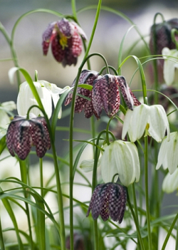 X 100 FRITILLARIA MELEAGRIS ALBA 5/+