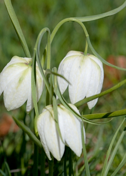 X 100 FRITILLARIA MELEAGRIS ALBA 5/+