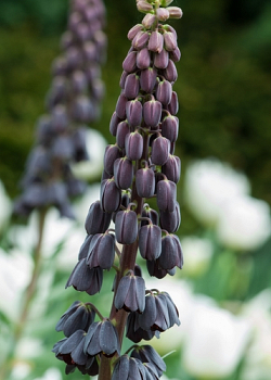 X   25 FRITILLARIA PERSICA 20/24