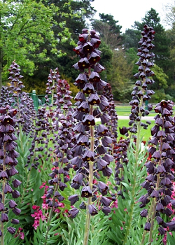X   25 FRITILLARIA PERSICA 20/24