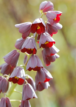 X   25 FRITILLARIA PERSICA 20/24