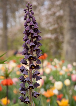 X   25 FRITILLARIA PERSICA 20/24
