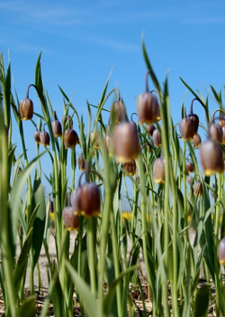 X 100 FRITILLARIA SPECIES UVA-VULPIS  6/7