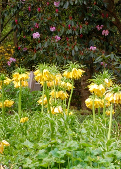 X   25 FRITILLARIA IMP. MAXIMA LUTEA 24/+