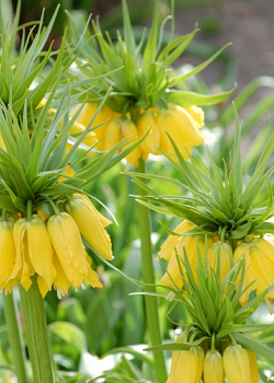 X   25 FRITILLARIA IMP. MAXIMA LUTEA 24/+