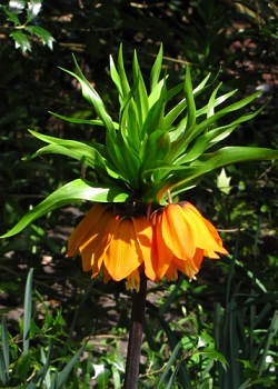 X   10 FRITILLARIA IMP. AURORA 24/+